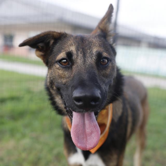 Shelter Stray Female Dog last seen Near BLOCK N PALMETTO, 4710 TX-151, San Antonio, TX 78227, USA