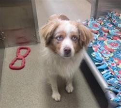 Shelter Stray Male Dog last seen Near BLOCK W ALAMEDA AVE, DENVER CO 80223, 1241 W Bayaud Ave, Denver, CO 80223, USA