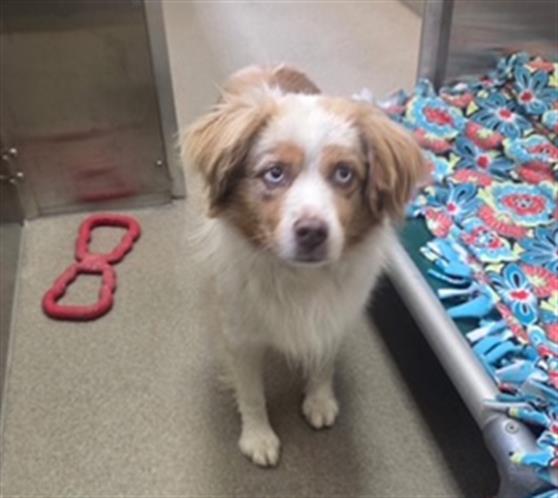 Shelter Stray Male Dog last seen Near BLOCK W ALAMEDA AVE, DENVER CO 80223, 1241 W Bayaud Ave, Denver, CO 80223, USA