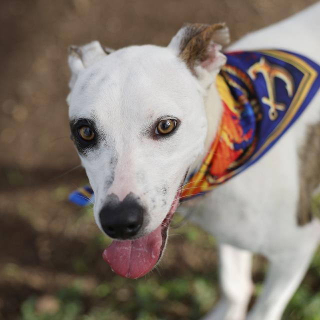 Shelter Stray Female Dog last seen Near BLOCK EXPEDITION, 4710 TX-151, San Antonio, TX 78227, USA