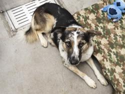 Shelter Stray Male Dog last seen MILLER AND BROADWAY, 5501 E Van Buren St, Phoenix, AZ 85008, USA