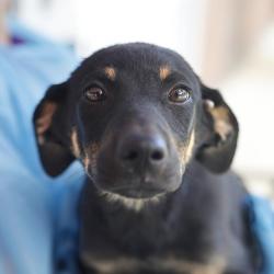 Shelter Stray Female Dog last seen Near BLOCK MAYO ST, 4710 TX-151, San Antonio, TX 78227, USA