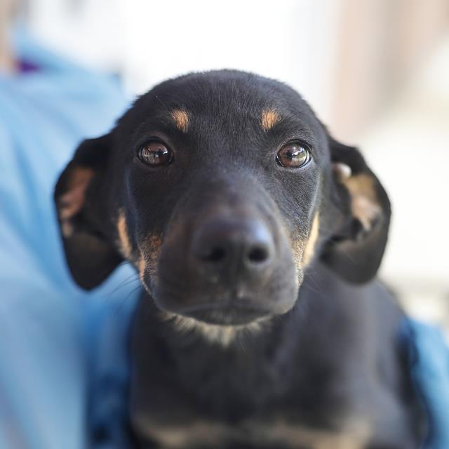 Shelter Stray Female Dog last seen Near BLOCK MAYO ST, 4710 TX-151, San Antonio, TX 78227, USA