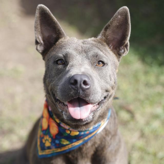 Shelter Stray Female Dog last seen IVANHOE, 4710 TX-151, San Antonio, TX 78227, USA
