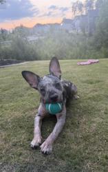 Shelter Stray Female Dog last seen CHARLOTTE, 8315 Byrum Dr, Charlotte, NC 28217, USA