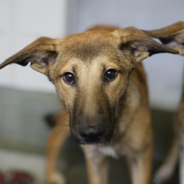 Shelter Stray Male Dog last seen GROVEHILL, 4710 TX-151, San Antonio, TX 78227, USA