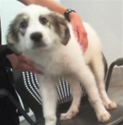 Shelter Stray Male Dog last seen CHARLOTTE, 8315 Byrum Dr, Charlotte, NC 28217, USA
