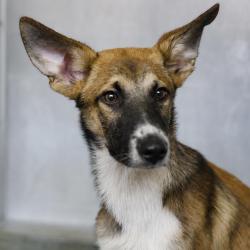 Shelter Stray Male Dog last seen GROVEHILL, 4710 TX-151, San Antonio, TX 78227, USA