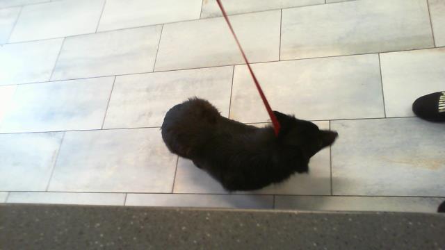 Shelter Stray Female Dog last seen CHARLOTTE, 8315 Byrum Dr, Charlotte, NC 28217, USA