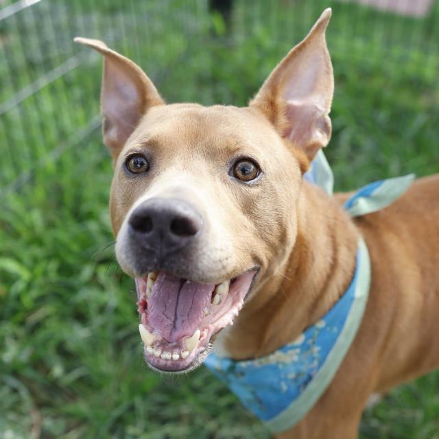 Shelter Stray Male Dog last seen Near BLOCK HAYS, 4710 TX-151, San Antonio, TX 78227, USA