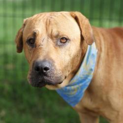 Shelter Stray Male Dog last seen HUMBOLDT, 4710 TX-151, San Antonio, TX 78227, USA