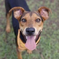 Shelter Stray Female Dog last seen Near BLOCK QUASAR BROOK, 4710 TX-151, San Antonio, TX 78227, USA