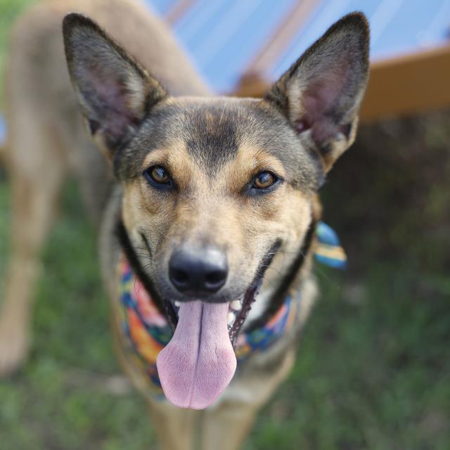 Shelter Stray Female Dog last seen KISSION RD, 4710 TX-151, San Antonio, TX 78227, USA