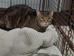 Shelter Stray Female Cat last seen Near BLOCK ARUBA WY, COCONUT CREEK FL 33066, 2400 SW 42nd St, Fort Lauderdale, FL 33312, USA