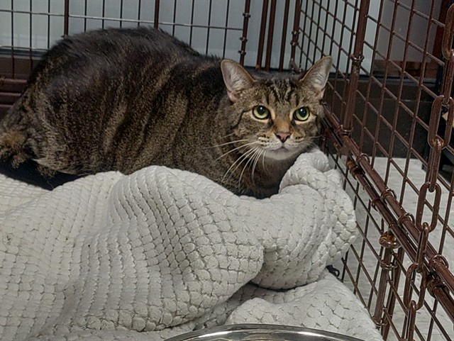 Shelter Stray Female Cat last seen Near BLOCK ARUBA WY, COCONUT CREEK FL 33066, 2400 SW 42nd St, Fort Lauderdale, FL 33312, USA