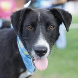 Shelter Stray Female Dog last seen SAN PABLO PLACE, 4710 TX-151, San Antonio, TX 78227, USA