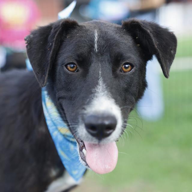 Shelter Stray Female Dog last seen SAN PABLO PLACE, 4710 TX-151, San Antonio, TX 78227, USA
