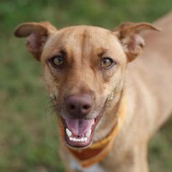 Shelter Stray Male Dog last seen Near BLOCK N PALMETTO, 4710 TX-151, San Antonio, TX 78227, USA