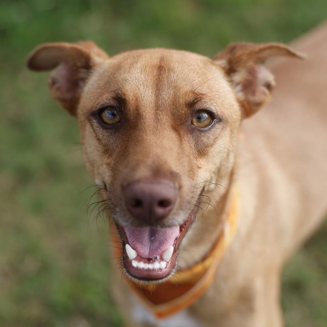 Shelter Stray Male Dog last seen Near BLOCK N PALMETTO, 4710 TX-151, San Antonio, TX 78227, USA