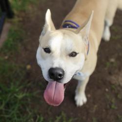 Shelter Stray Male Dog last seen LEGACY TRAIL, 4710 TX-151, San Antonio, TX 78227, USA