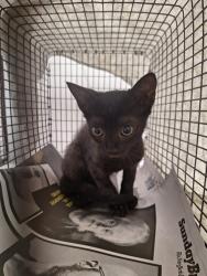 Shelter Stray Male Cat last seen Near BLOCK W BROWARD BLVD, PLANTATION, FL 33388, 2400 SW 42nd St, Fort Lauderdale, FL 33312, USA