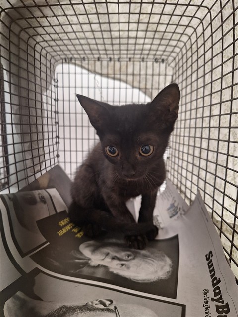 Shelter Stray Male Cat last seen Near BLOCK W BROWARD BLVD, PLANTATION, FL 33388, 2400 SW 42nd St, Fort Lauderdale, FL 33312, USA