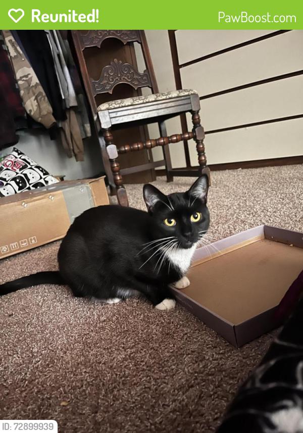 Reunited Female Cat last seen mount hood ct Columbus ohio, Columbus, OH 43230