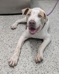 Shelter Stray Male Dog last seen Near BLOCK LAKEWOOD ST, DETROIT, MI 48215, 7401 Chrysler Dr, Detroit, MI 48211, USA