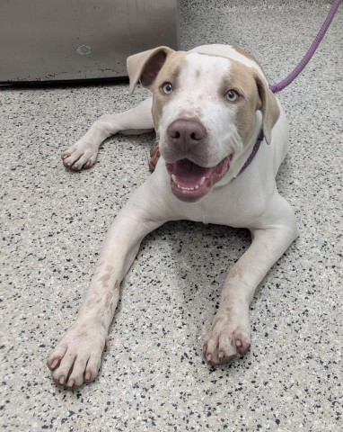 Shelter Stray Male Dog last seen Near BLOCK LAKEWOOD ST, DETROIT, MI 48215, 7401 Chrysler Dr, Detroit, MI 48211, USA