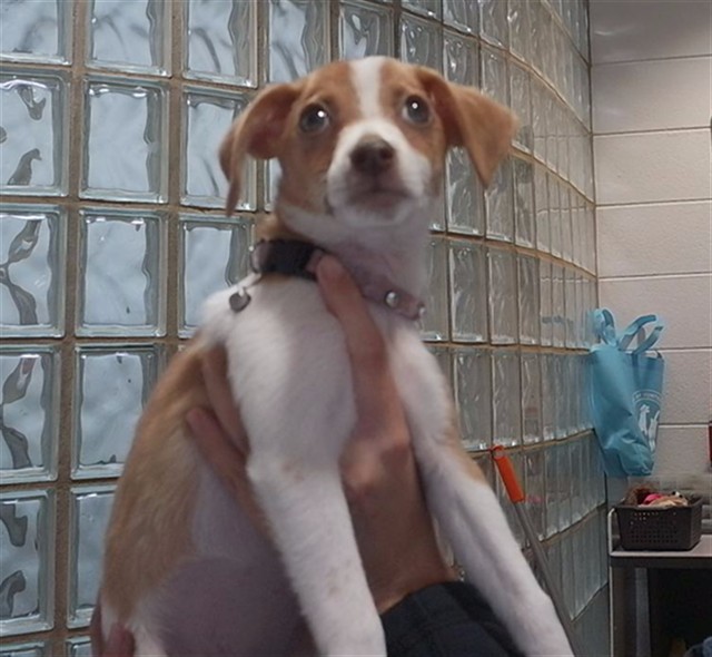 Shelter Stray Female Dog last seen KRYSTALS WHITESBURG DR, 4950 SW Triana Blvd, Huntsville, AL 35805, USA