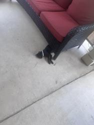 Found/Stray Unknown Cat last seen Next to Double Oak, in Valley Ranch, San Antonio, TX 78254