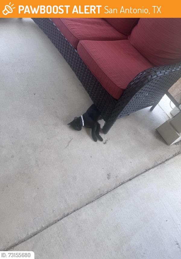 Found/Stray Unknown Cat last seen Next to Double Oak, in Valley Ranch, San Antonio, TX 78254