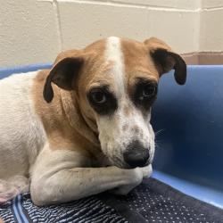 Shelter Stray Female Dog last seen Near BLOCK LOS CABOS AVE, COACHELLA, CA, 72050 Pet Land Pl, Thousand Palms, CA 92276, USA
