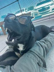Shelter Stray Female Dog last seen Near BLOCK DESARAE ST, MOJAVE CA 93501, 3951 Fruitvale Ave, Bakersfield, CA 93308, USA