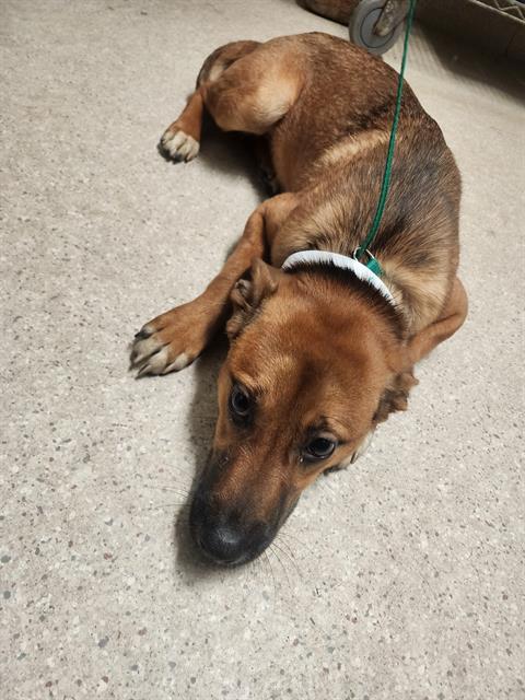 Shelter Stray Female Dog last seen Near BLOCK NILES ST, BAKERSFIELD CA 93306, 3951 Fruitvale Ave, Bakersfield, CA 93308, USA