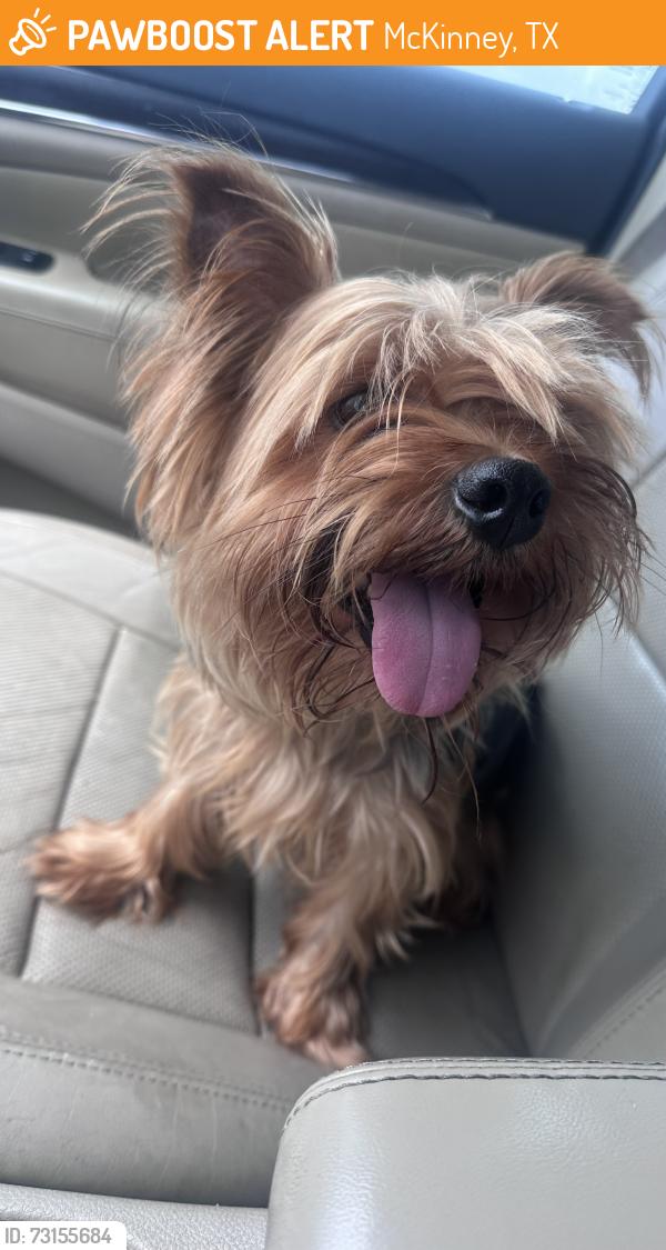 Found/Stray Male Dog last seen Lake arrowhead, McKinney, TX 75071