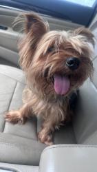 Found/Stray Male Dog last seen Lake arrowhead, McKinney, TX 75071