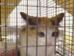 Shelter Stray Female Cat last seen Near BLOCK PASSALIS LN, 3839 Bradshaw Rd, Sacramento, CA 95827, USA