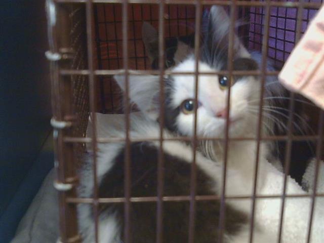 Shelter Stray Unknown Cat last seen MYRTLE AVE/I 80 EST, 95841, 3839 Bradshaw Rd, Sacramento, CA 95827, USA
