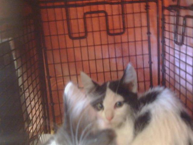 Shelter Stray Unknown Cat last seen MYRTLE AVE/I 80 EST, 95841, 3839 Bradshaw Rd, Sacramento, CA 95827, USA