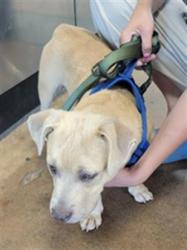 Shelter Stray Male Dog last seen , 14409 Vanowen St, Van Nuys, CA 91405, USA