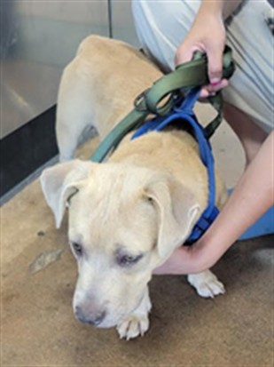 Shelter Stray Male Dog last seen , 14409 Vanowen St, Van Nuys, CA 91405, USA