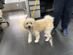 Shelter Stray Male Dog last seen 17TH/PEARL, 1640 9th St, Santa Monica, CA 90404, USA