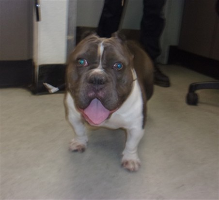 Shelter Stray Female Dog last seen , 14409 Vanowen St, Van Nuys, CA 91405, USA