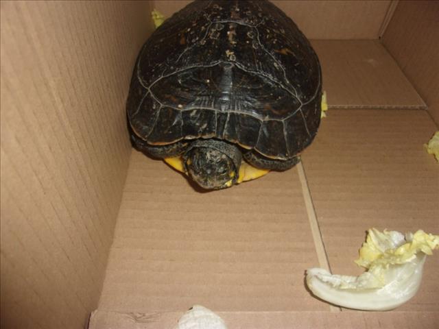 Shelter Stray Female Other last seen , 14409 Vanowen St, Van Nuys, CA 91405, USA