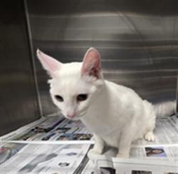 Shelter Stray Female Cat last seen , 11361 W Pico Blvd, Los Angeles, CA 90064, USA