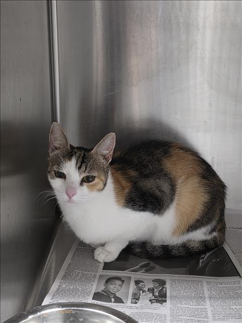 Shelter Stray Female Cat last seen , 11361 W Pico Blvd, Los Angeles, CA 90064, USA