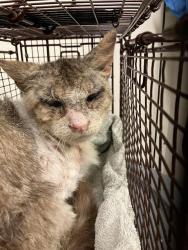 Shelter Stray Male Cat last seen Near BLK BERWYN RD, CERRITOS, CA 90703, Cerritos, CA 90703, USA