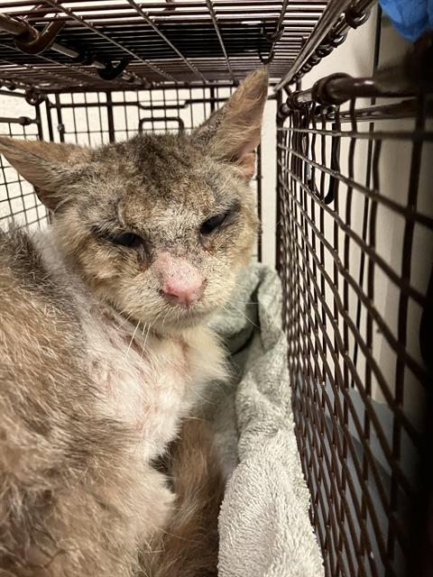 Shelter Stray Male Cat last seen Near BLK BERWYN RD, CERRITOS, CA 90703, Cerritos, CA 90703, USA