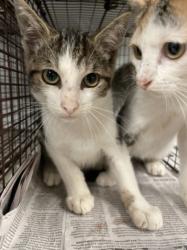 Shelter Stray Male Cat last seen , 14409 Vanowen St, Van Nuys, CA 91405, USA